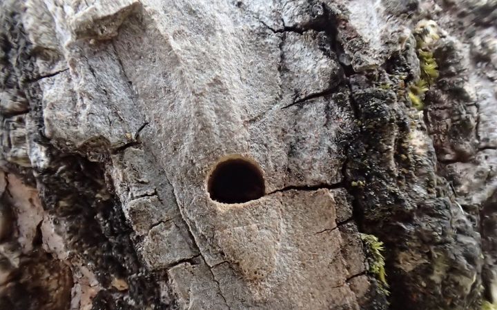 D-shaped emerald ash borer exit hole in ash bark