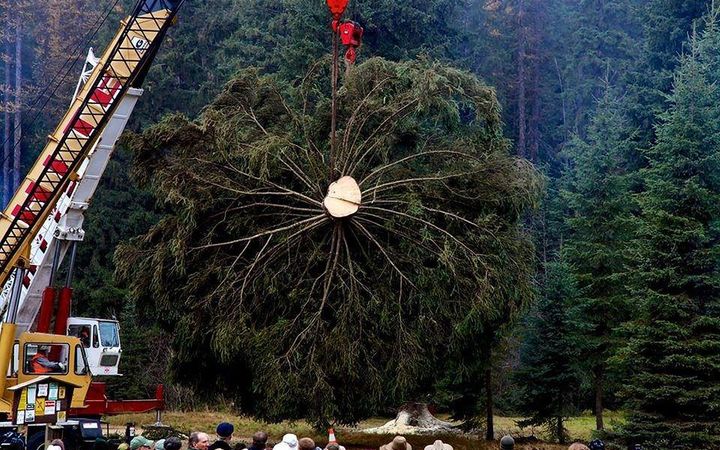 Crane lifting a whole cut spruce by its top, the cut base showing