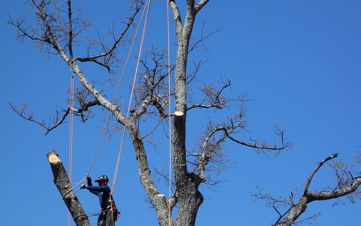 Climber on ropes taking down a dead tree with cut limbs