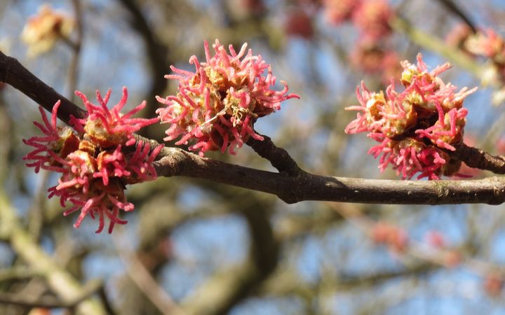 Red early-spring flowers on a silver maple branch
