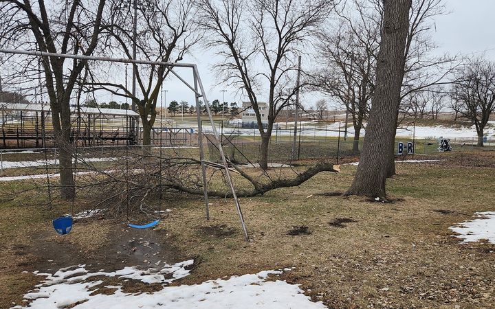 Broken tree limbs on the ground in a park after a storm