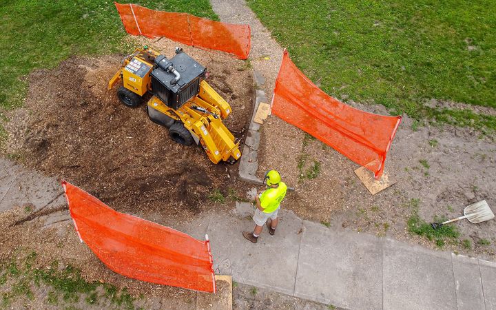 Stump grinder working in a bed of wood chips beside a sidewalk, fenced off with orange mesh