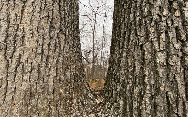 Two trunks of a large tree splitting from one base in a narrow V