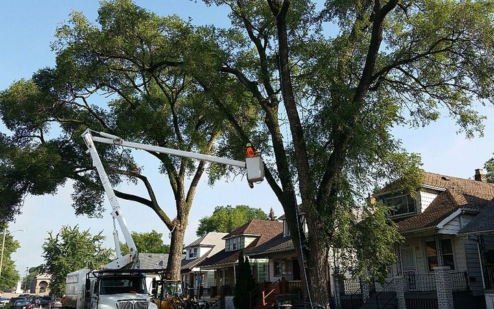 Bucket truck working on a large street tree in front of a row of houses