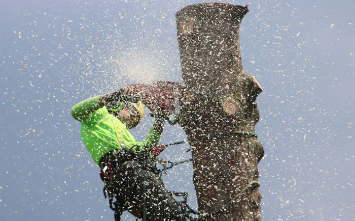 Climber cutting through the top of a tree trunk with a chainsaw, wood chips flying