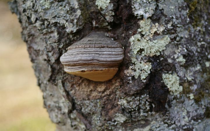 Bracket fungus growing from the bark of a tree trunk
