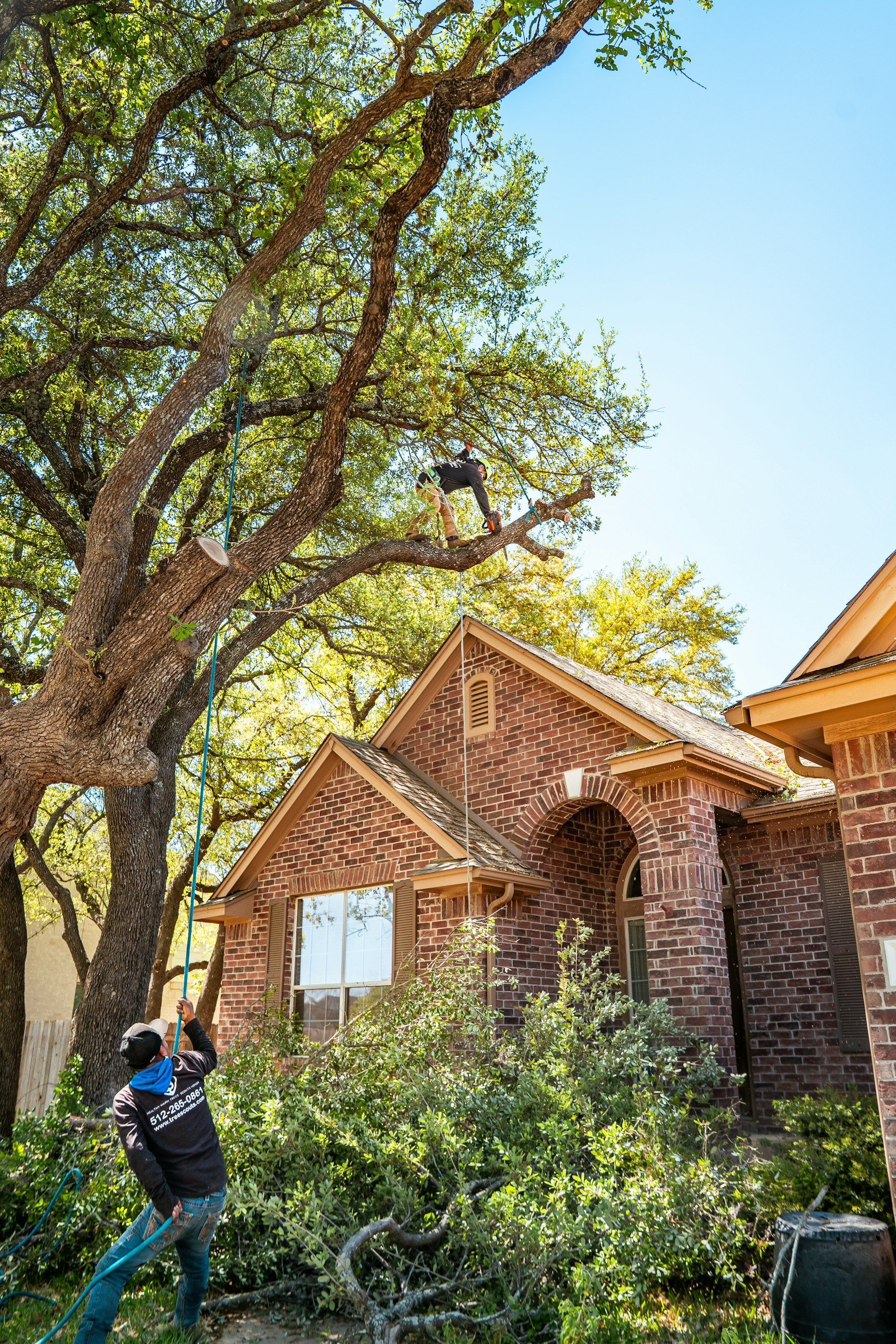 Arborist in a harness high in a large tree above a brick house
