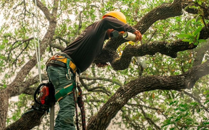Arborist in a hard hat and harness reaching along a limb to prune it